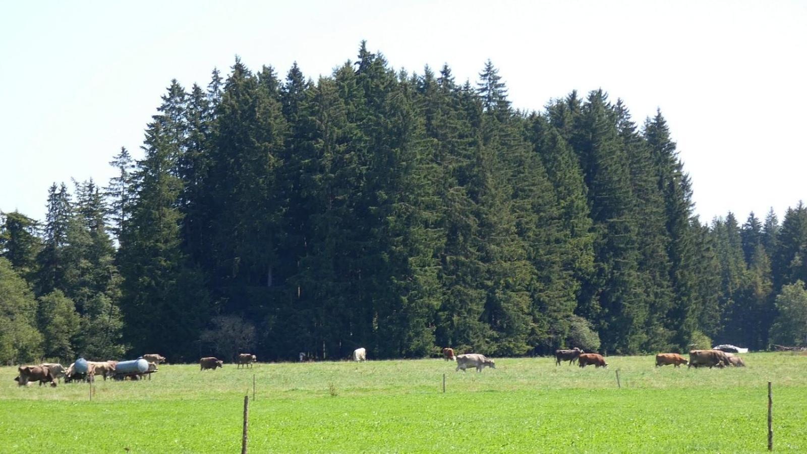Ferienwohnung Nr 5, Lechbruck-Gruendl, Allgaeu Prem Εξωτερικό φωτογραφία